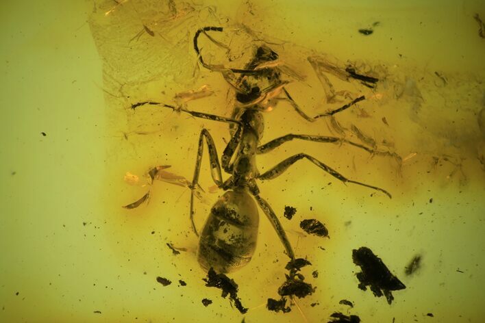 Detailed Fossil Ant (Formicidae) In Baltic Amber #90799